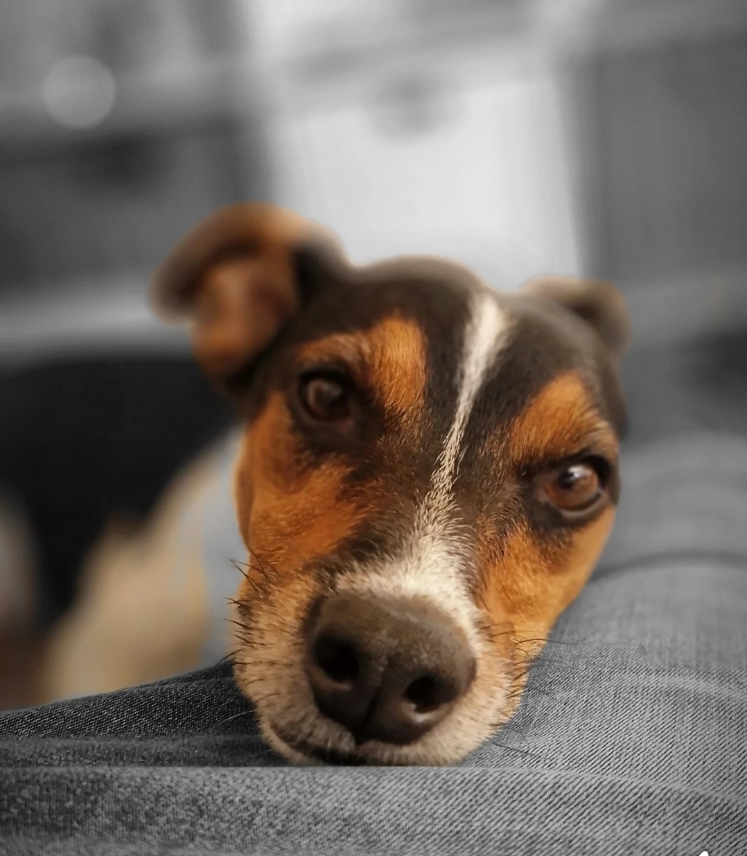 Kiwi, der Hund von Kiwi’s Hundetraining